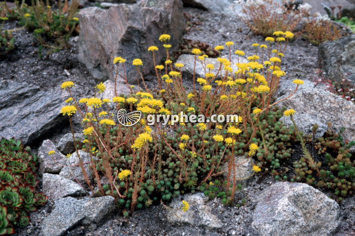 Orpin (Sedum forsteranum) - appareil végétatif et fleurs - gryphea.com
